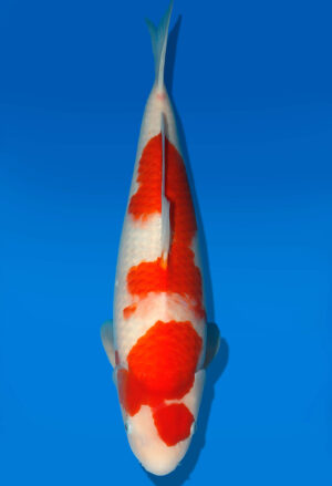 Koi Shop Dainichi Kohaku Nisai RedTiger female 51cm T06-0120