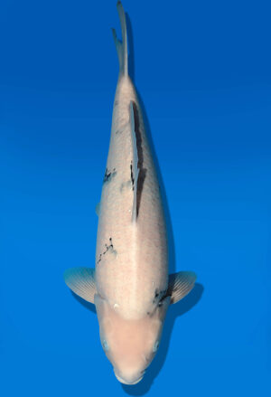 Koi Shop Dainichi Shiro Nisai BlackMonroe female 53cm T06-0061
