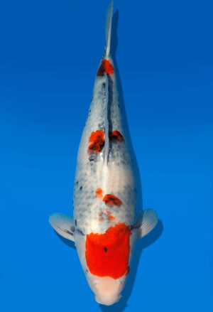 Koi Shop Dainichi Showa Nisai WhiteMonroe female 52cm T06-0203
