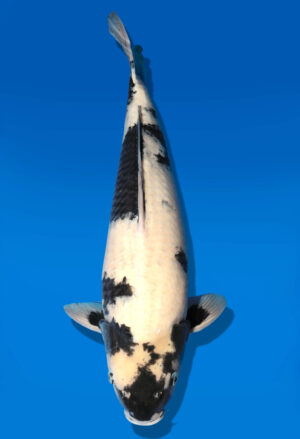 Koi Auktion Dainichi Shiro Nisai MonaLisa male 55cm T11-0424