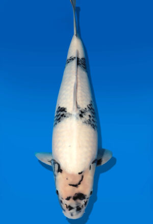 Koi Auktion Dainichi Shiro Nisai Monroe female 51cm T11-0430