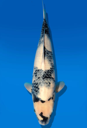 Koi Auktion Dainichi Shiro Nisai Monroe male 50cm T11-0432