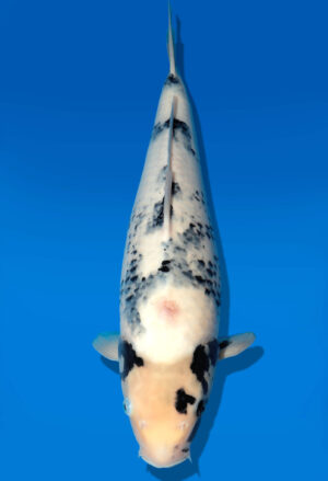 Koi Auktion Dainichi Shiro Nisai MonaLisa female 48cm T11-0431