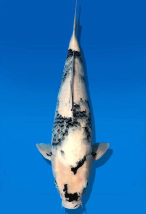 Koi Auktion Dainichi Shiro Nisai Monroe male 51cm T11-0427