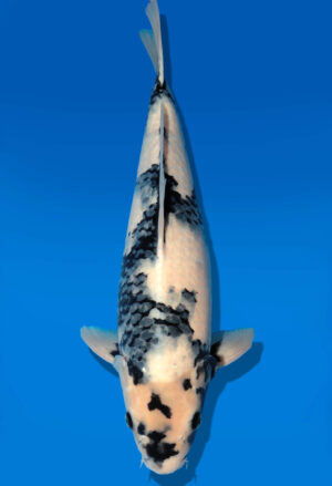 Koi Auktion Dainichi Shiro Nisai MonaLisa male 51cm T11-0428