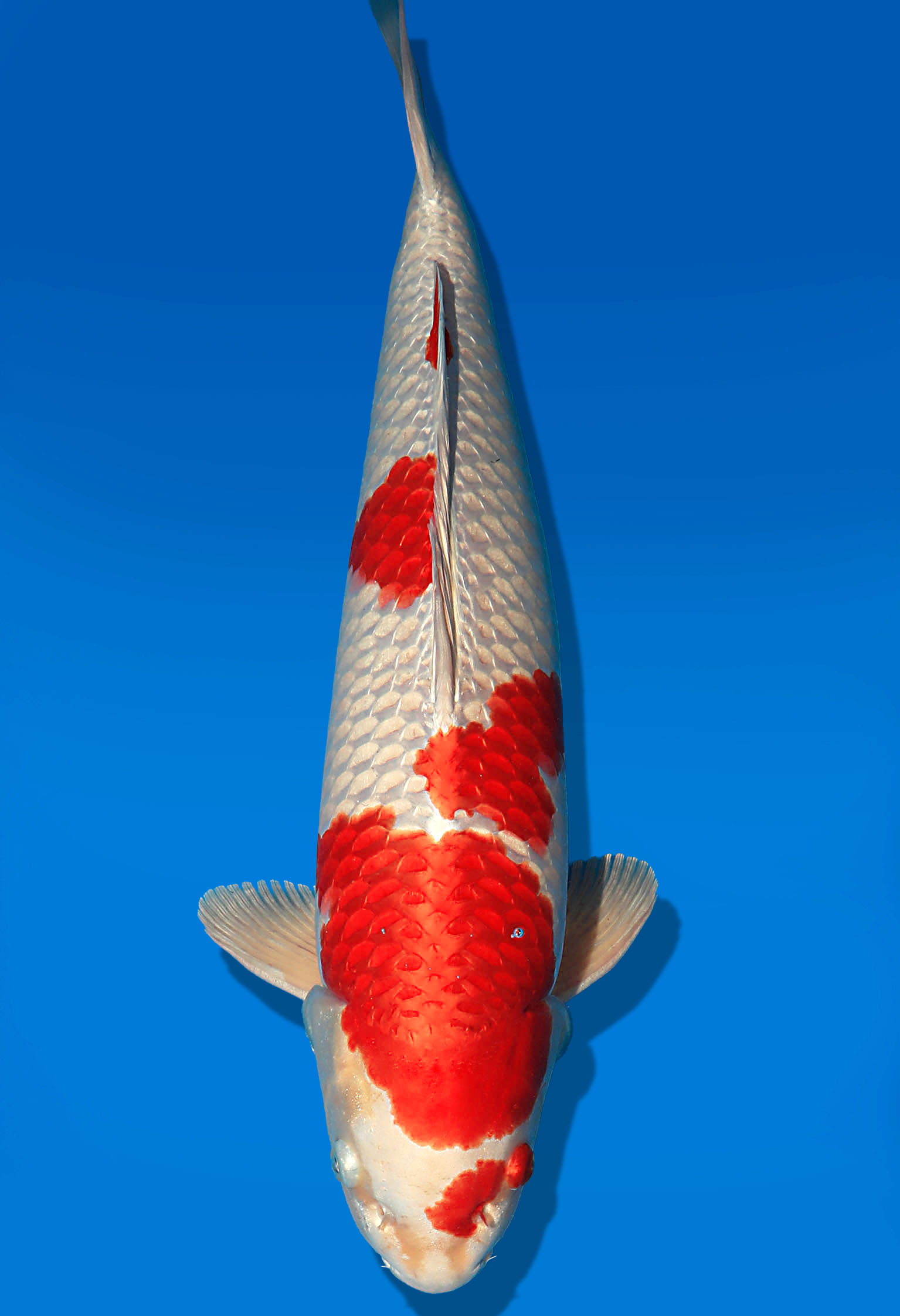 Koi Auktion Dainichi Kujaku Nisai Omo/Maru male 57cm NN05-2354