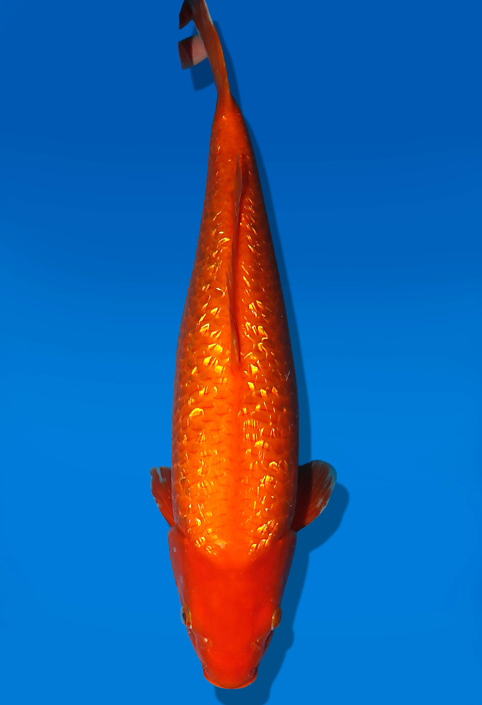 Koi Auktion Dainichi GinrinBenigoi Nisai XGinrinKohaku female 53cm NN05-2356