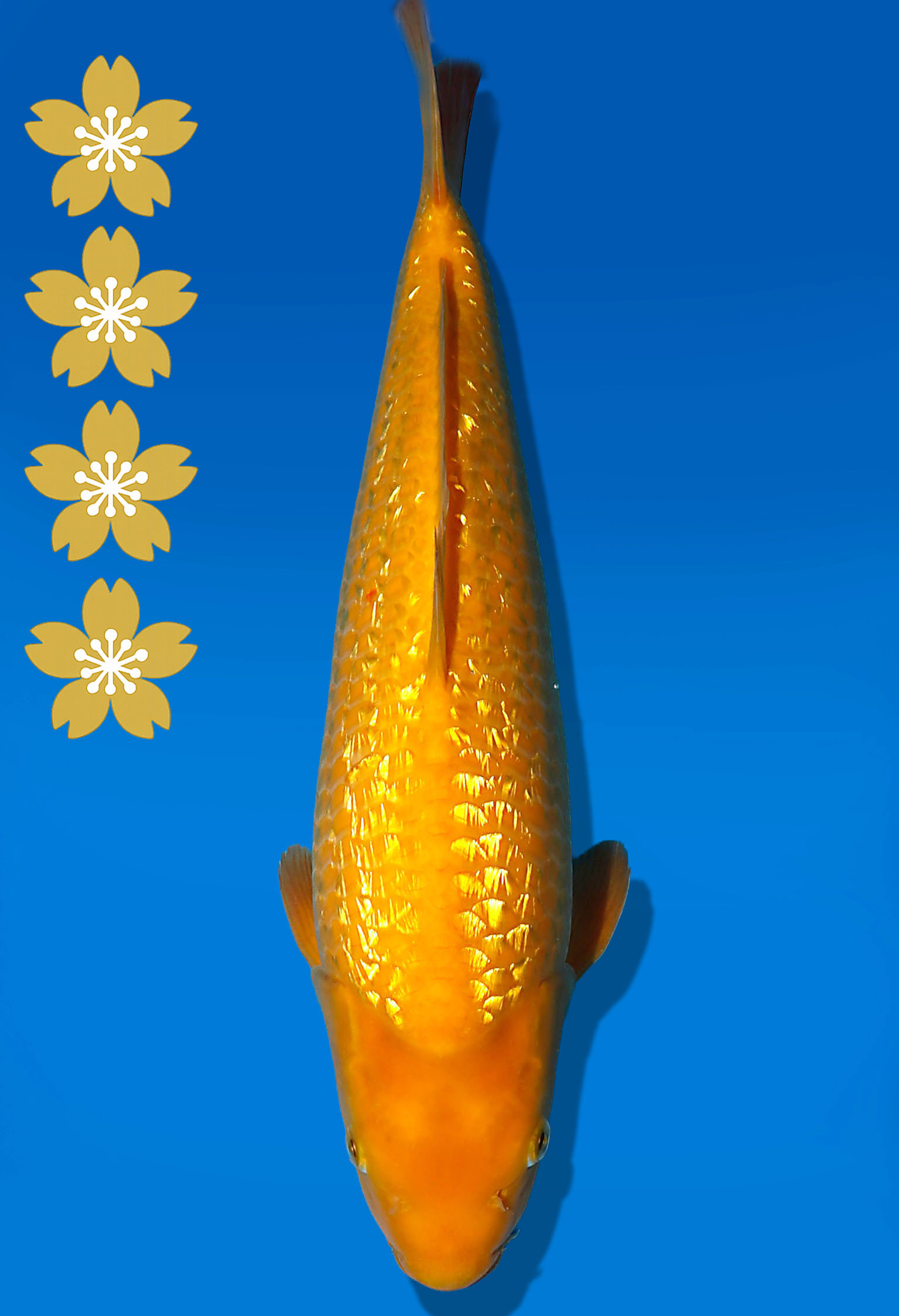 Koi Auktion Dainichi GinrinKarashigoi JumboTosai YellowMonkey - 42cm KT02-2397